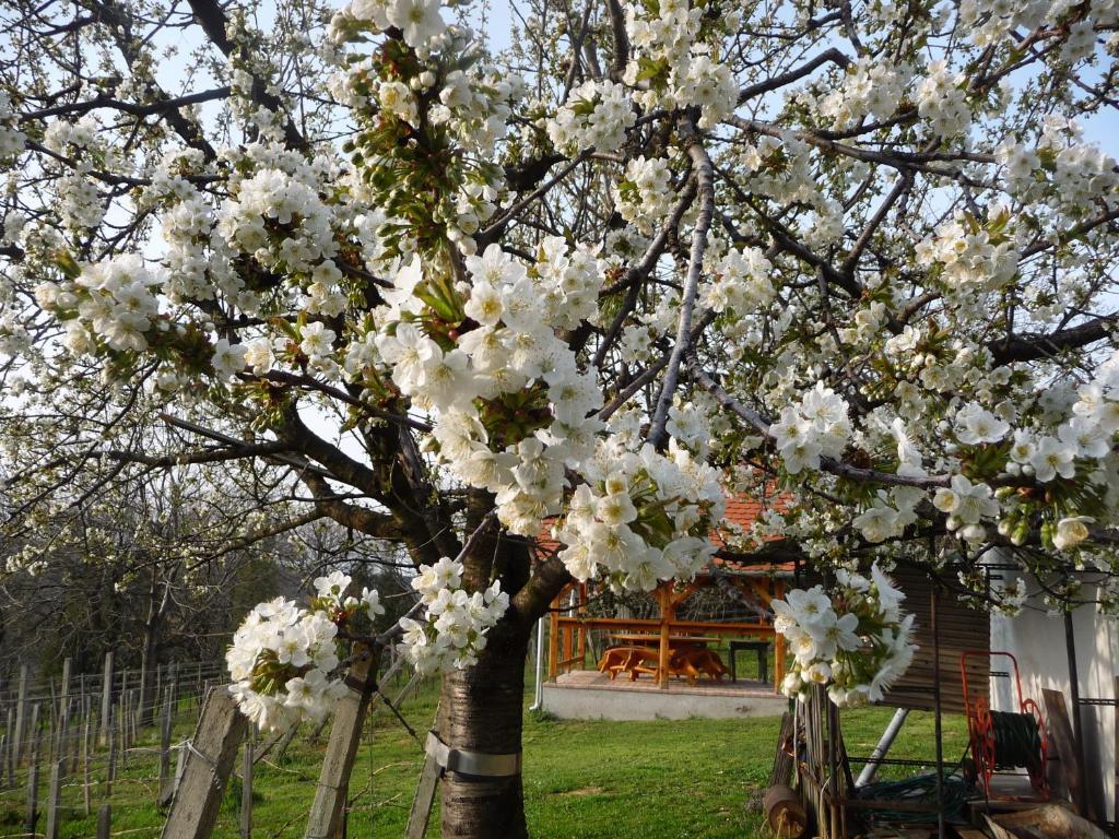 Foerhenc Wine House & Guesthouses I-Ii-Iii นาชคานีจา ภายนอก รูปภาพ
