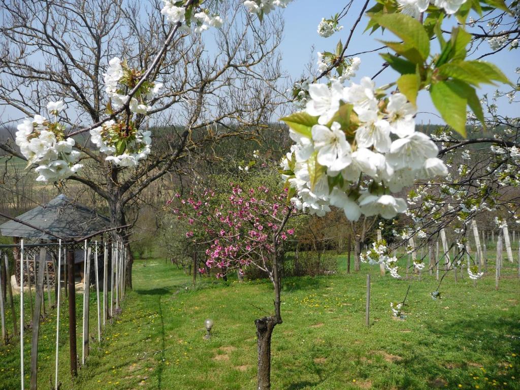 Foerhenc Wine House & Guesthouses I-Ii-Iii นาชคานีจา ภายนอก รูปภาพ